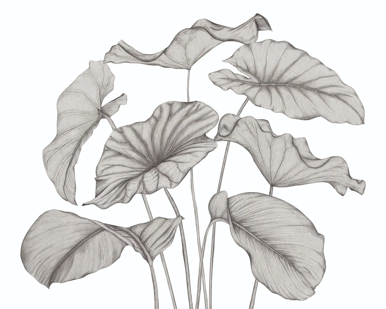 Variation 1