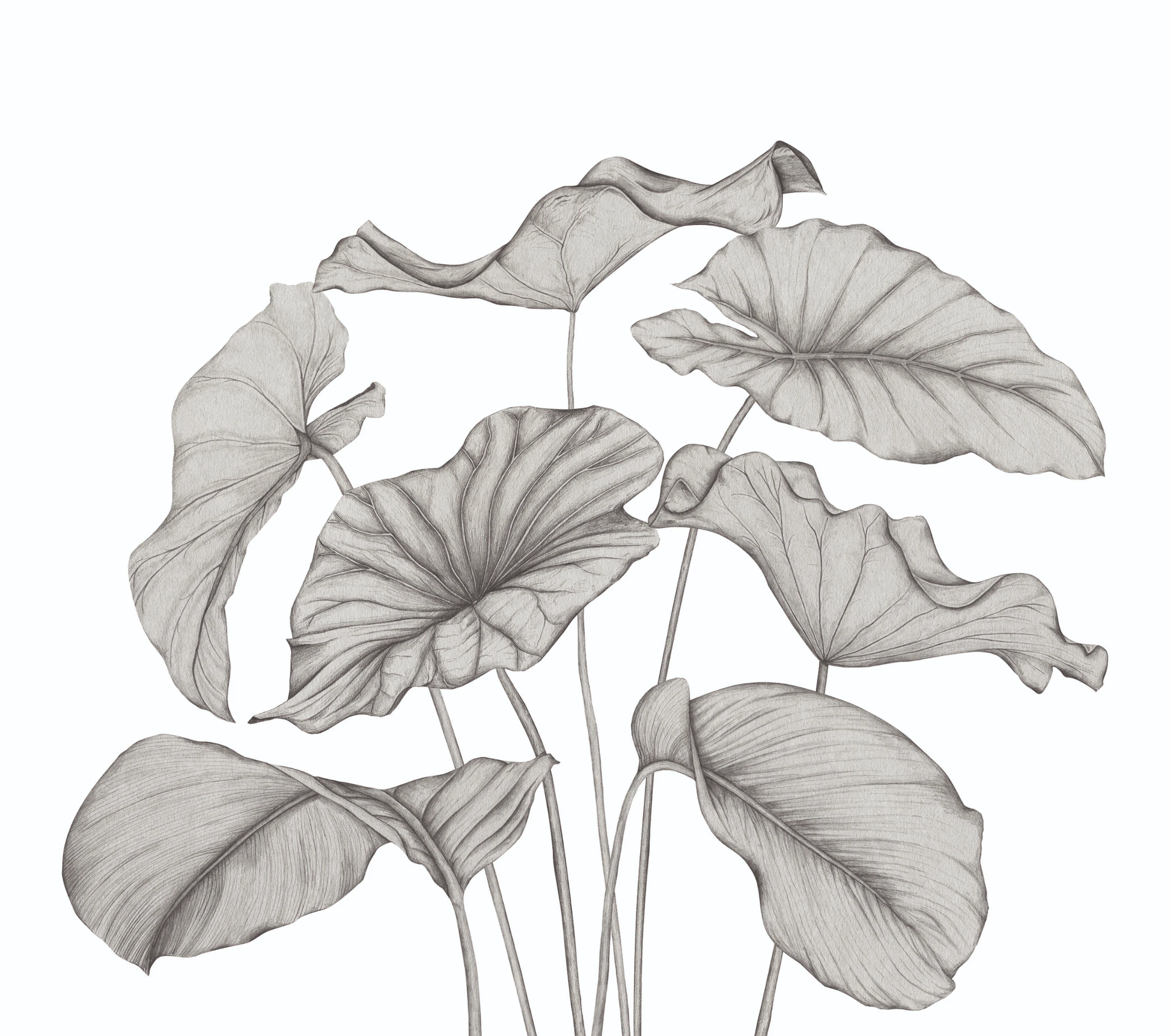 Variation 1